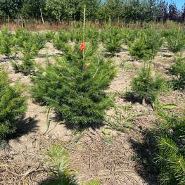 Пихта сибирская Абиес сибирика (Abies Sibirica)