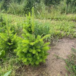 Пихта сибирская Абиес сибирика (Abies Sibirica)