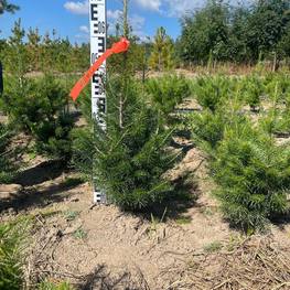 Пихта сибирская Абиес сибирика (Abies Sibirica)