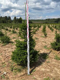 Пихта сибирская Абиес сибирика (Abies Sibirica)