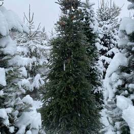 Пихта сибирская Абиес сибирика (Abies Sibirica)