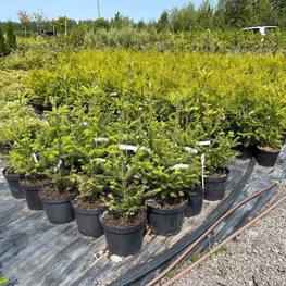 Пихта сибирская Абиес сибирика (Abies Sibirica)