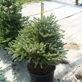 Пихта корейская Сильберблок (Silberlocke)