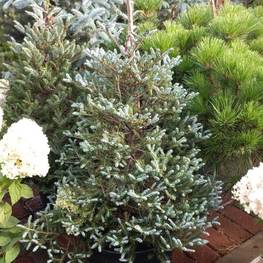 Пихта корейская Сильберблок (Silberlocke)