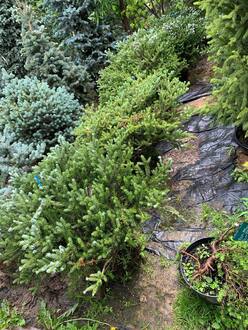 Пихта корейская Сильберблок (Silberlocke)