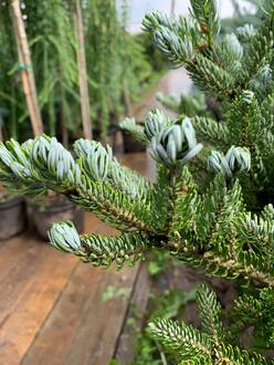 Пихта корейская Сильберблок (Silberlocke)