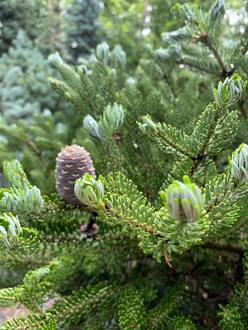 Пихта корейская Сильберблок (Silberlocke)