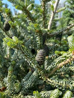 Пихта корейская Сильберблок (Silberlocke)