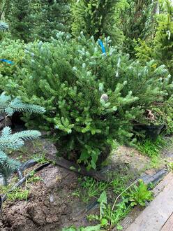 Пихта корейская Сильберблок (Silberlocke)