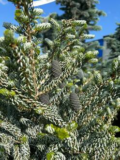 Пихта корейская Сильберблок (Silberlocke)