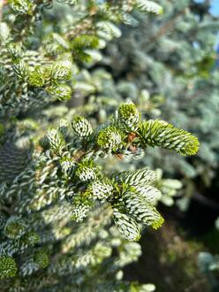Пихта корейская Сильберблок (Silberlocke)