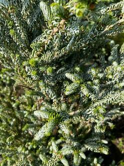 Пихта корейская Сильберблок (Silberlocke)