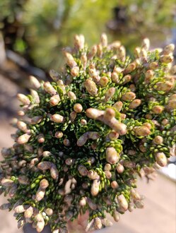 Пихта корейская Сильберблок (Silberlocke)