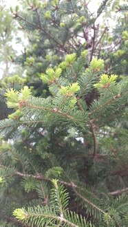 Пихта бальзамическая Бальзамеа (Balsamea)