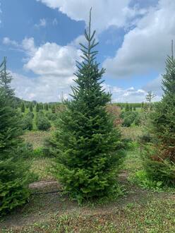 Пихта бальзамическая Бальзамеа (Balsamea)