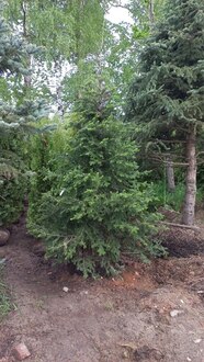 Пихта бальзамическая Бальзамеа (Balsamea)