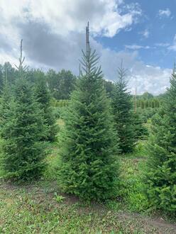 Пихта бальзамическая Бальзамеа (Balsamea)