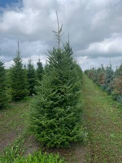 Пихта бальзамическая Бальзамеа (Balsamea)