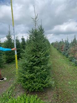 Пихта бальзамическая Бальзамеа (Balsamea)