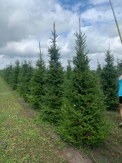 Пихта бальзамическая Бальзамеа (Balsamea)