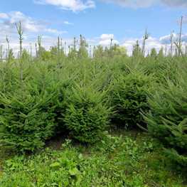 Пихта бальзамическая Бальзамеа (Balsamea)