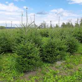 Пихта бальзамическая Бальзамеа (Balsamea)