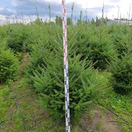 Пихта бальзамическая Бальзамеа (Balsamea)