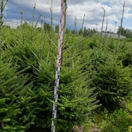 Пихта бальзамическая Бальзамеа (Balsamea)