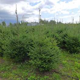 Пихта бальзамическая Бальзамеа (Balsamea)