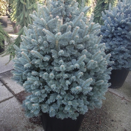 Пихта субальпийская Компакта (Compacta)