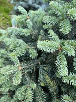 Пихта субальпийская Компакта (Compacta)
