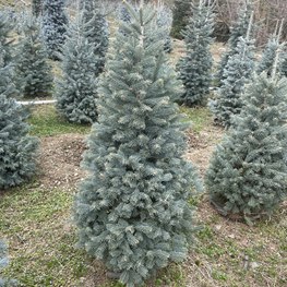 Пихта субальпийская Компакта (Compacta)