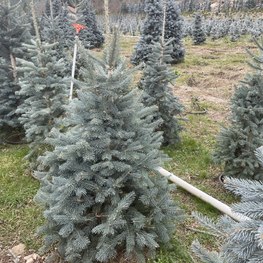 Пихта субальпийская Компакта (Compacta)