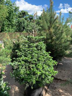 Пихта корейская Самлинг (Samling)