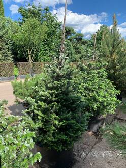 Пихта корейская Самлинг (Samling)