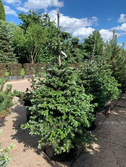 Пихта корейская Самлинг (Samling)