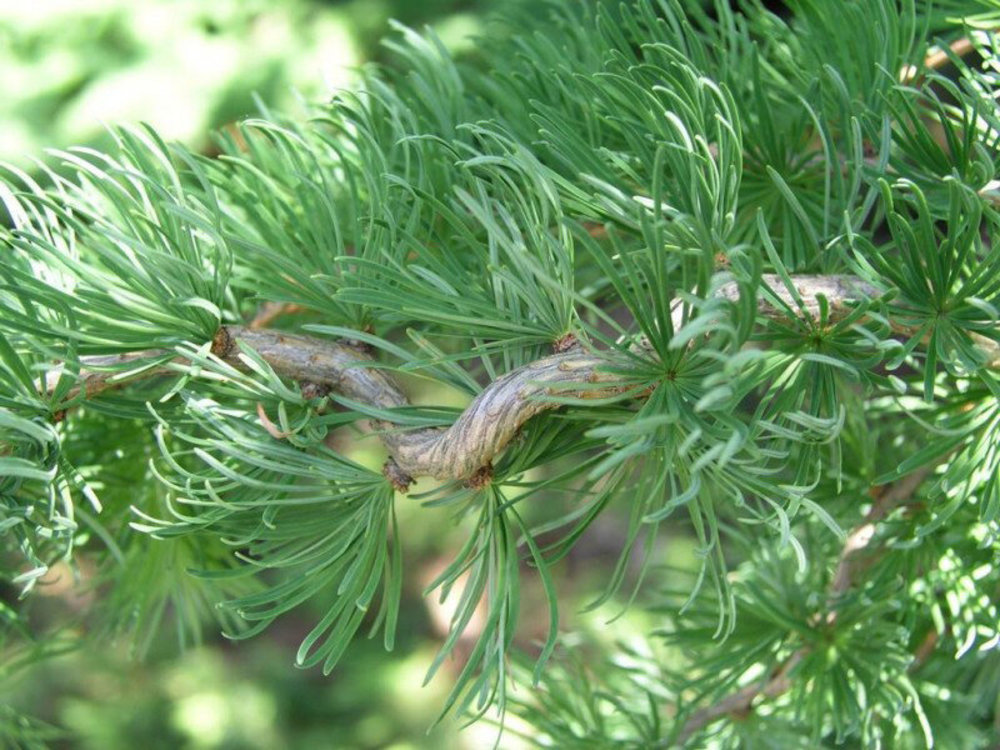 Лиственница японская Кемпфера (Larix Kaempferi)