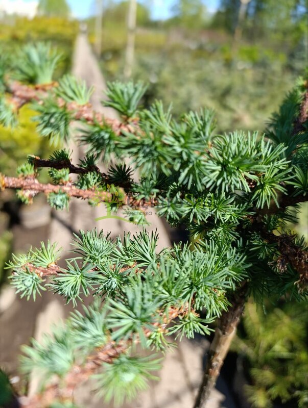 Лиственница японская Кемпфера (Larix Kaempferi)