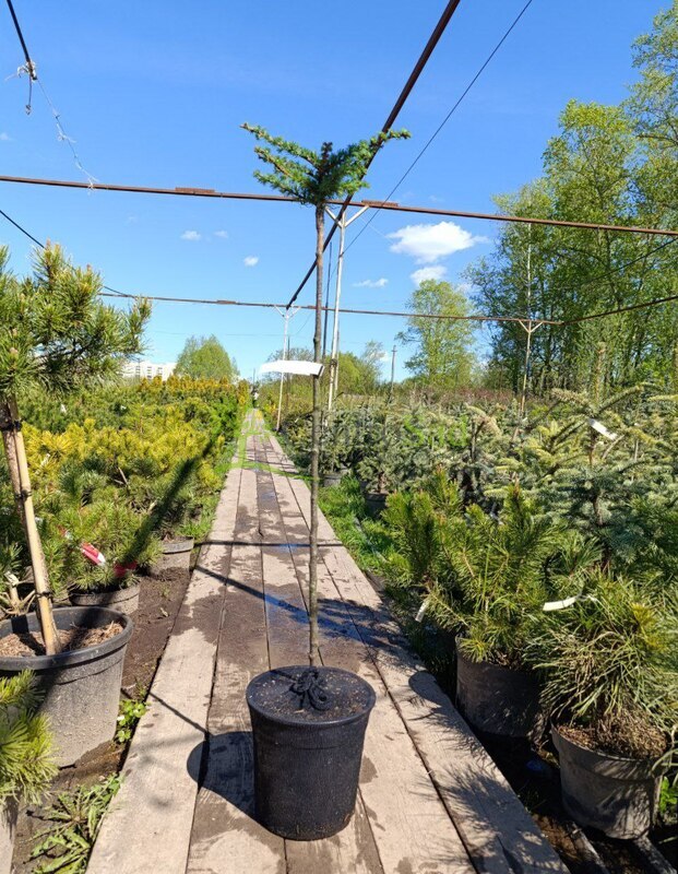 Лиственница японская Кемпфера (Larix Kaempferi)