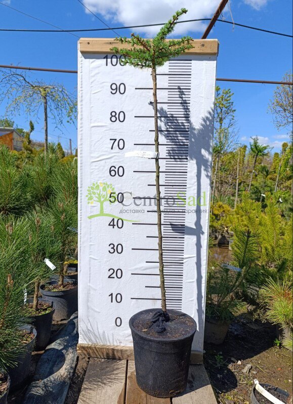 Лиственница японская Кемпфера (Larix Kaempferi)