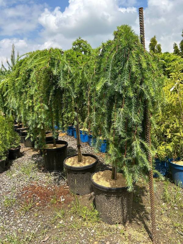 Лиственница японская Кемпфера (Larix Kaempferi)