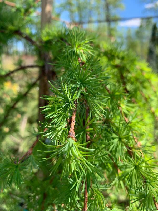Лиственница японская Кемпфера (Larix Kaempferi)