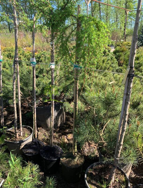 Лиственница японская Кемпфера (Larix Kaempferi)