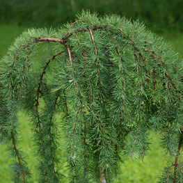Лиственница японская Кемпфера (Larix Kaempferi)