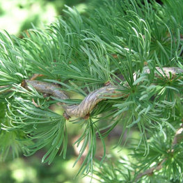 Лиственница японская Кемпфера (Larix Kaempferi)