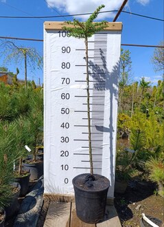 Лиственница японская Кемпфера (Larix Kaempferi)