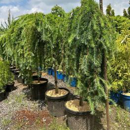 Лиственница японская Кемпфера (Larix Kaempferi)