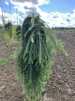 Лиственница японская Кемпфера (Larix Kaempferi)