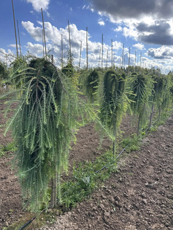 Лиственница японская Кемпфера (Larix Kaempferi)