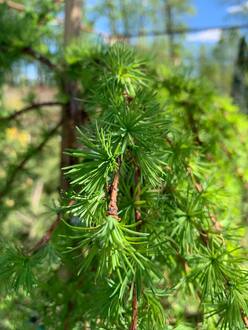 Лиственница японская Кемпфера (Larix Kaempferi)